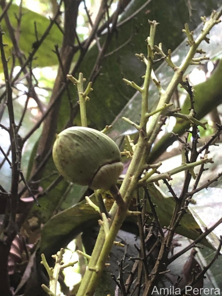 Semecarpus moonii Thwaites
